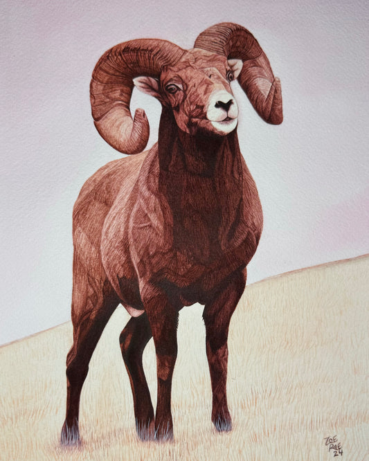 Bighorn Sheep